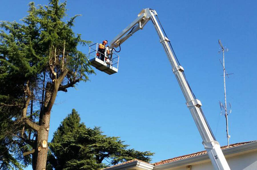 taglio alberi pericolosi